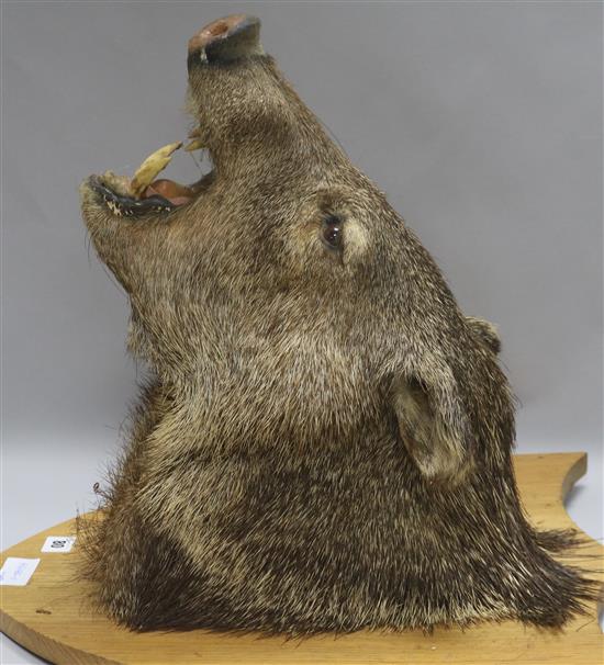 A taxidermy boars head and four roebuck antlers on shields H.46cm.
